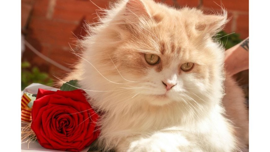 Why Adopt A Cat From Mummy Cat?
