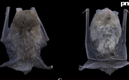 Discovery of Titania’s Woolly Bat (Kerivoula titania – 2026)