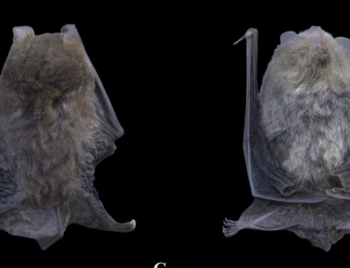 Discovery of Titania’s Woolly Bat (Kerivoula titania – 2026)