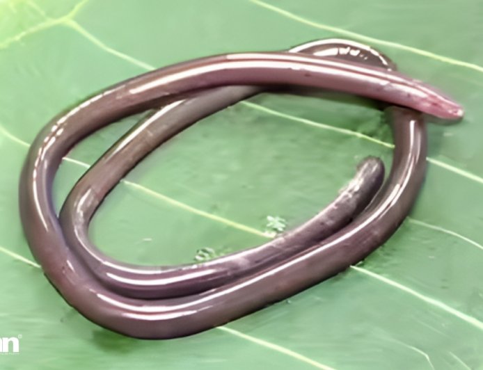 2026 Gegeneophis valmiki Discovery: Rare Amphibian Unearthed in India