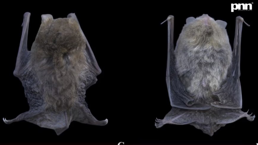Discovery of Titania’s Woolly Bat (Kerivoula titania – 2026)